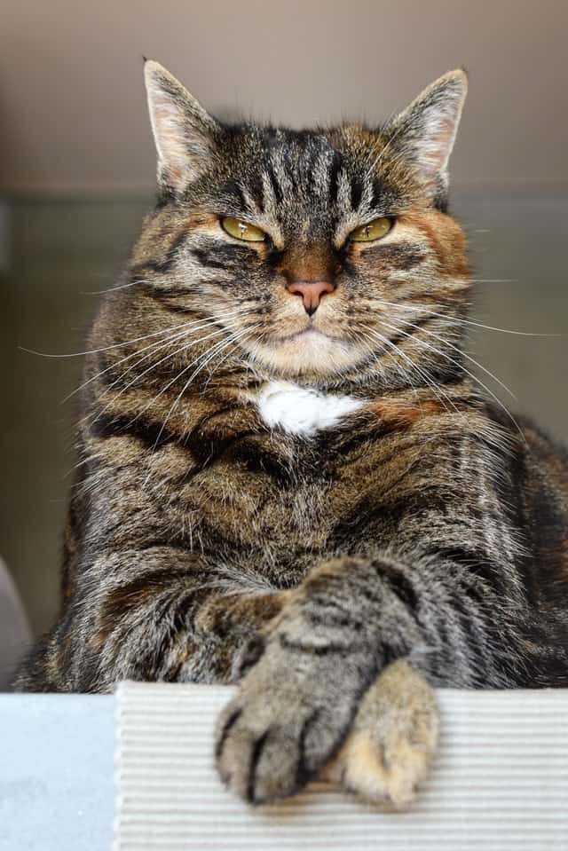 Judgmental Cat wondering why you haven't finished decluttering. Don't judge me, Judgmental Cat!